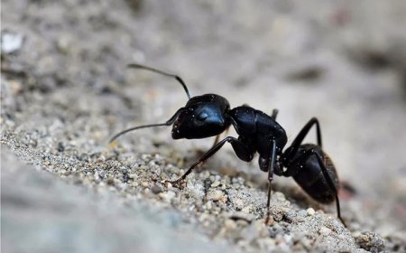 Hz. Süleyman ve Karınca